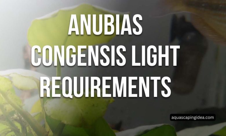 Anubias Congensis Light Requirements