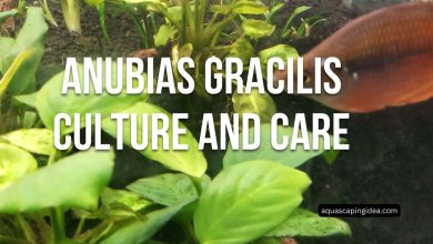 Anubias Gracilis Culture and Care