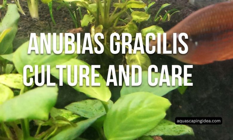 Anubias Gracilis Culture and Care