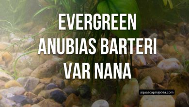 Evergreen Anubias Barteri Var Nana