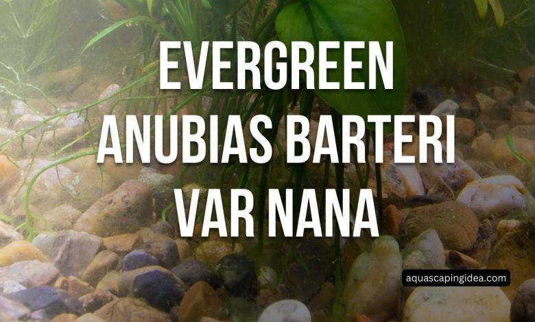 Evergreen Anubias Barteri Var Nana
