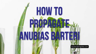 How To Propagate Anubias Barteri