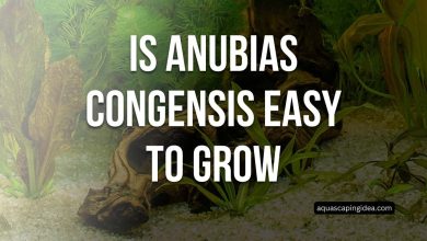 Is Anubias Congensis Easy To Grow