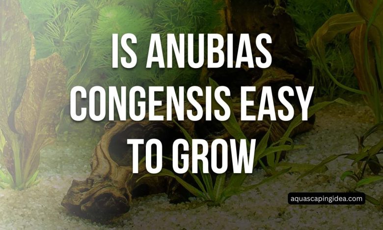 Is Anubias Congensis Easy To Grow