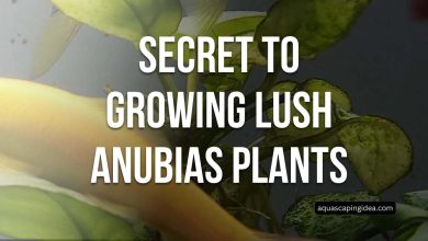 Secret to Growing Lush Anubias Plants