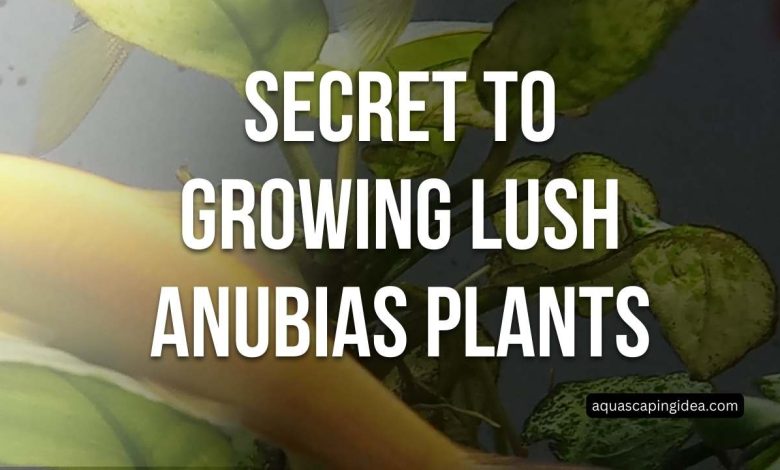 Secret to Growing Lush Anubias Plants