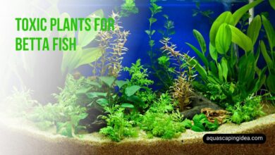 Toxic Plants For Betta Fish