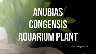 Anubias Congensis Aquarium Plant