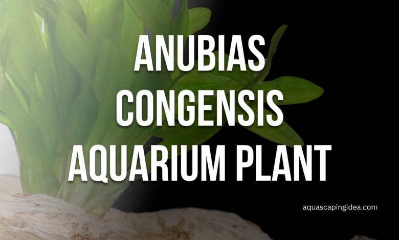 Anubias Congensis Aquarium Plant