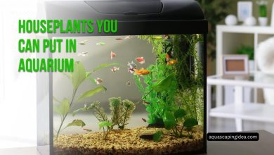 Houseplants You Can Put in Aquarium