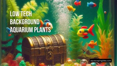 Low Tech Background Aquarium Plants