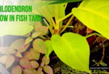 Philodendron grow in fish tank