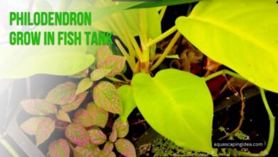 Philodendron grow in fish tank