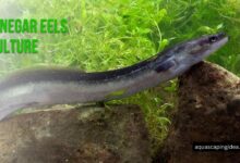 Vinegar Eels Culture