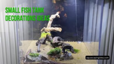 Small Fish Tank Decorations Ideas