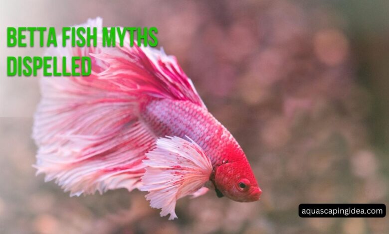 Betta Fish Myths Dispelled