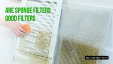 Are Sponge Filters Good Filters