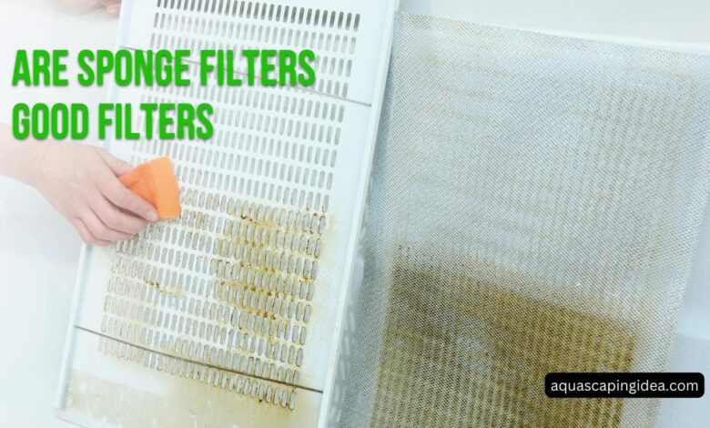 Are Sponge Filters Good Filters