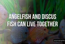 Angelfish and Discus Fish