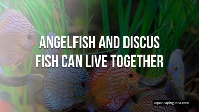 Angelfish and Discus Fish