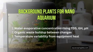 Background Plants For Nano Aquarium