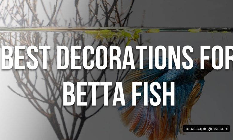 Best Decorations For Betta Fish