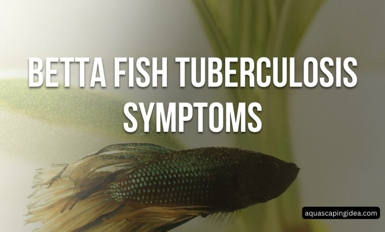 Betta Fish Tuberculosis Symptoms