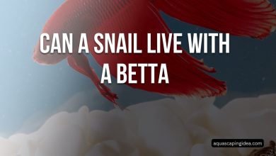 Can A Snail Live With A Betta