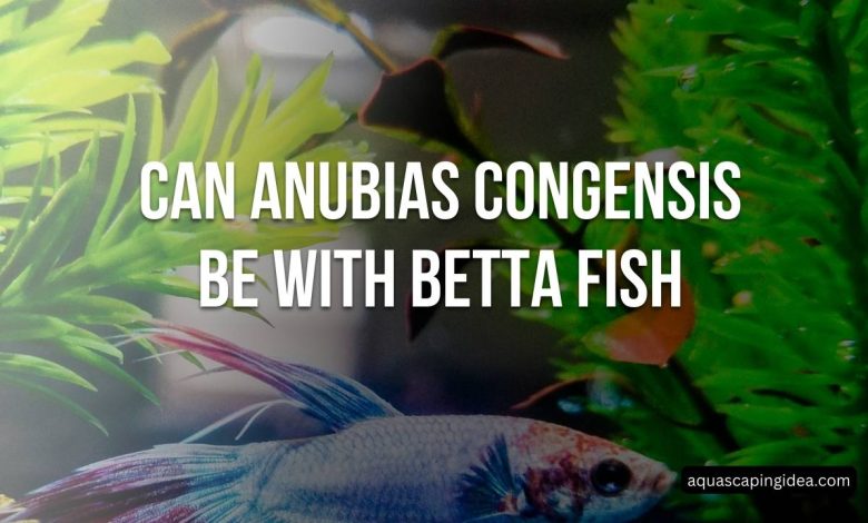 Can Anubias Congensis Be With Betta Fish