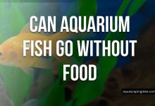 Can Aquarium Fish Go Without Food