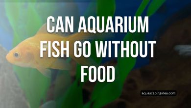 Can Aquarium Fish Go Without Food