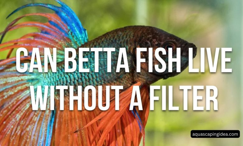 Can Betta Fish Live Without A Filter