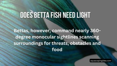 Does Betta Fish Need Light