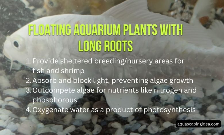 Floating Aquarium Plants With Long Roots