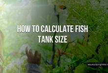 How To Calculate Fish Tank Size