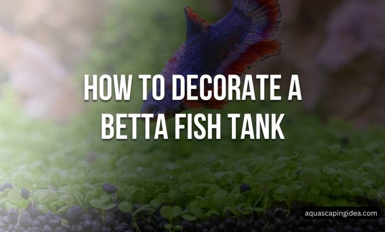 How To Decorate A Betta Fish Tank