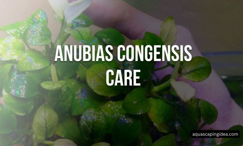 Anubias Congensis Care