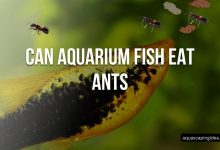 Can Aquarium Fish Eat Ants