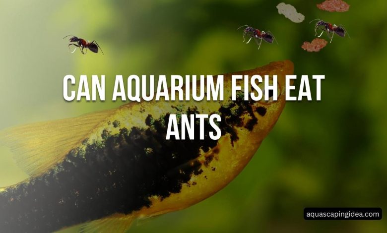 Can Aquarium Fish Eat Ants