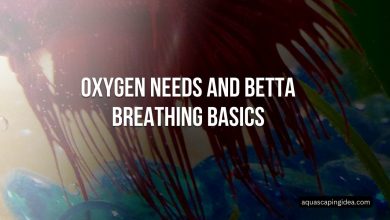 Oxygen Needs and Betta Breathing Basics