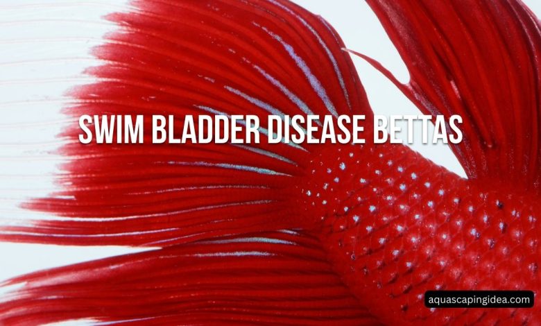 Swim Bladder Disease Bettas