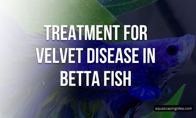 Treatment For Velvet Disease In Betta Fish