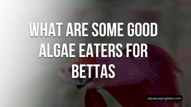 What Are Some Good Algae Eaters For Bettas