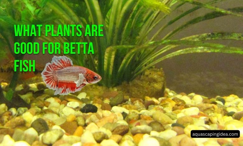 What Plants Are Good For Betta Fish
