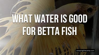 What Water is Good for Betta Fish