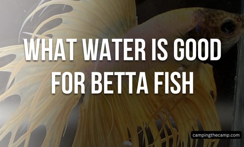 What Water is Good for Betta Fish