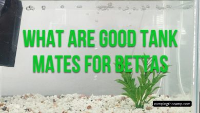 What are Good Tank Mates for Bettas