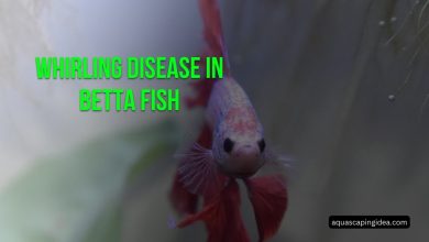 Whirling Disease In Betta Fish