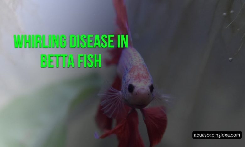 Whirling Disease In Betta Fish