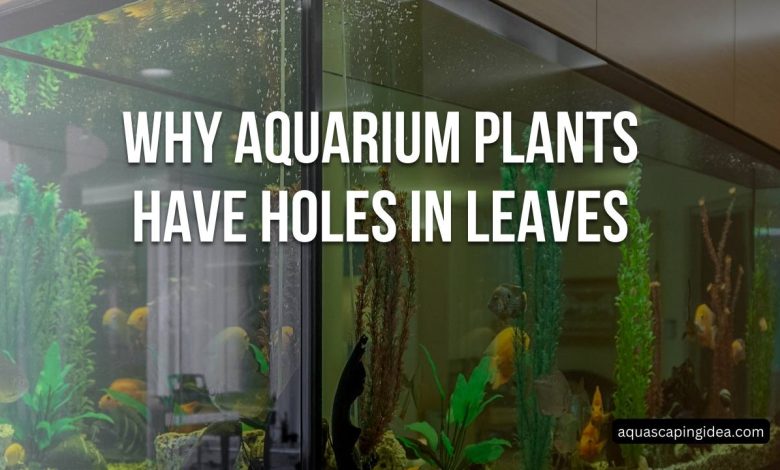 Why Aquarium Plants Have Holes In Leaves